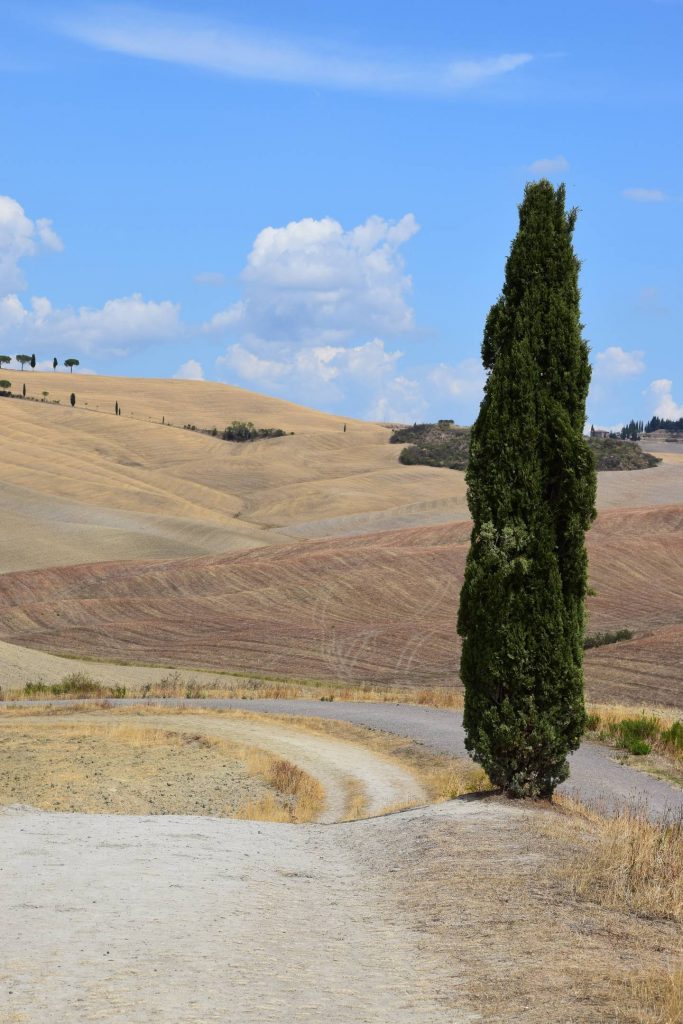 Cosa fare in Val d'Orcia visita ai Cipressi di San Quirico Toscana